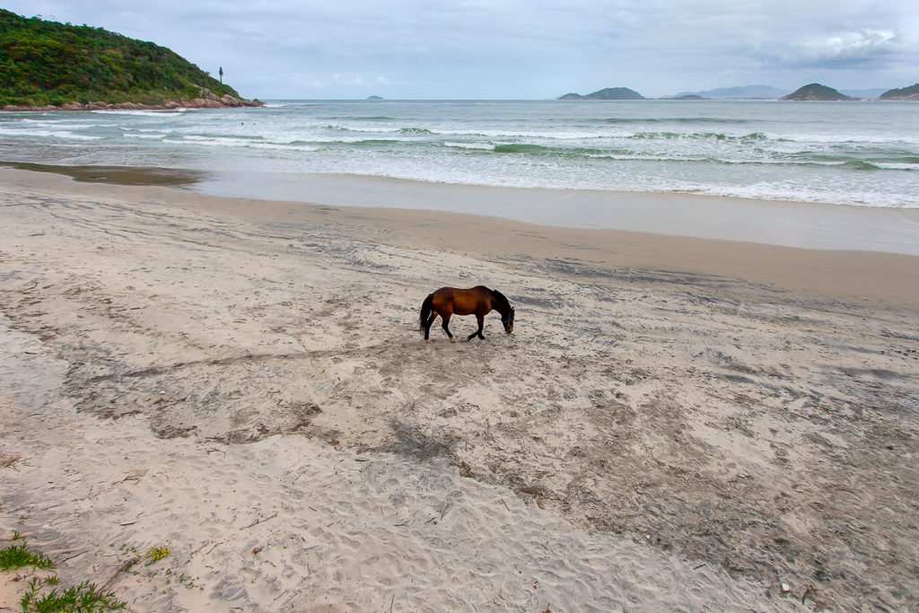 Naufragados, Florianópolis (SC)