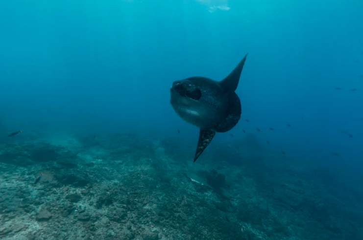 Peixe-mola