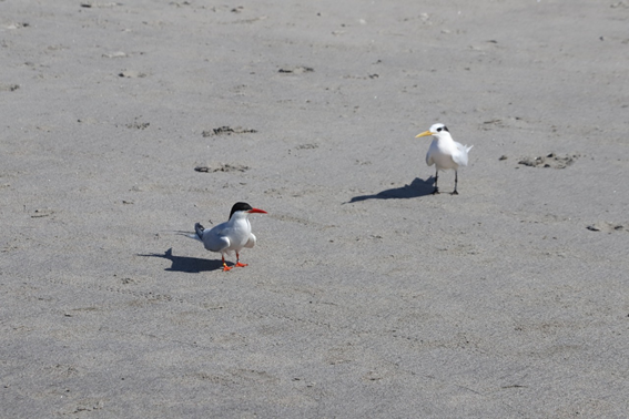 Aves, Ubatuba