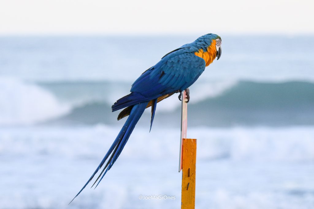 Maresias, São Sebastião (SP)
