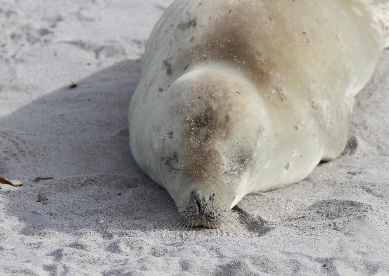 Foca-carangueijo, Litoral Norte de São Paulo