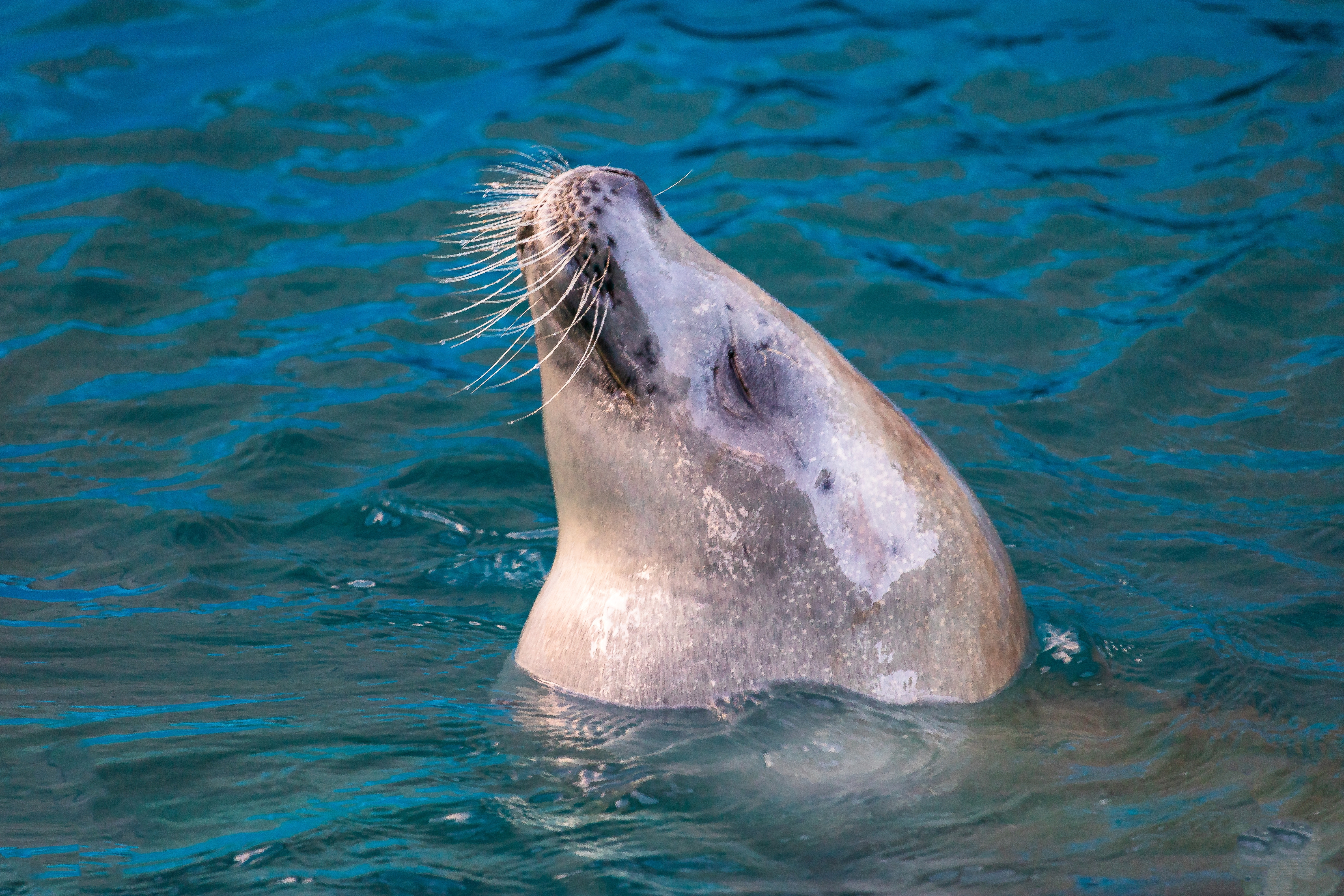 Foca-carangueijo, Litoral Norte de São Paulo