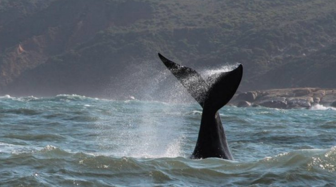 Baleias-franca são avistadas nas praias de Garopaba e de Laguna no feriado de Finados.