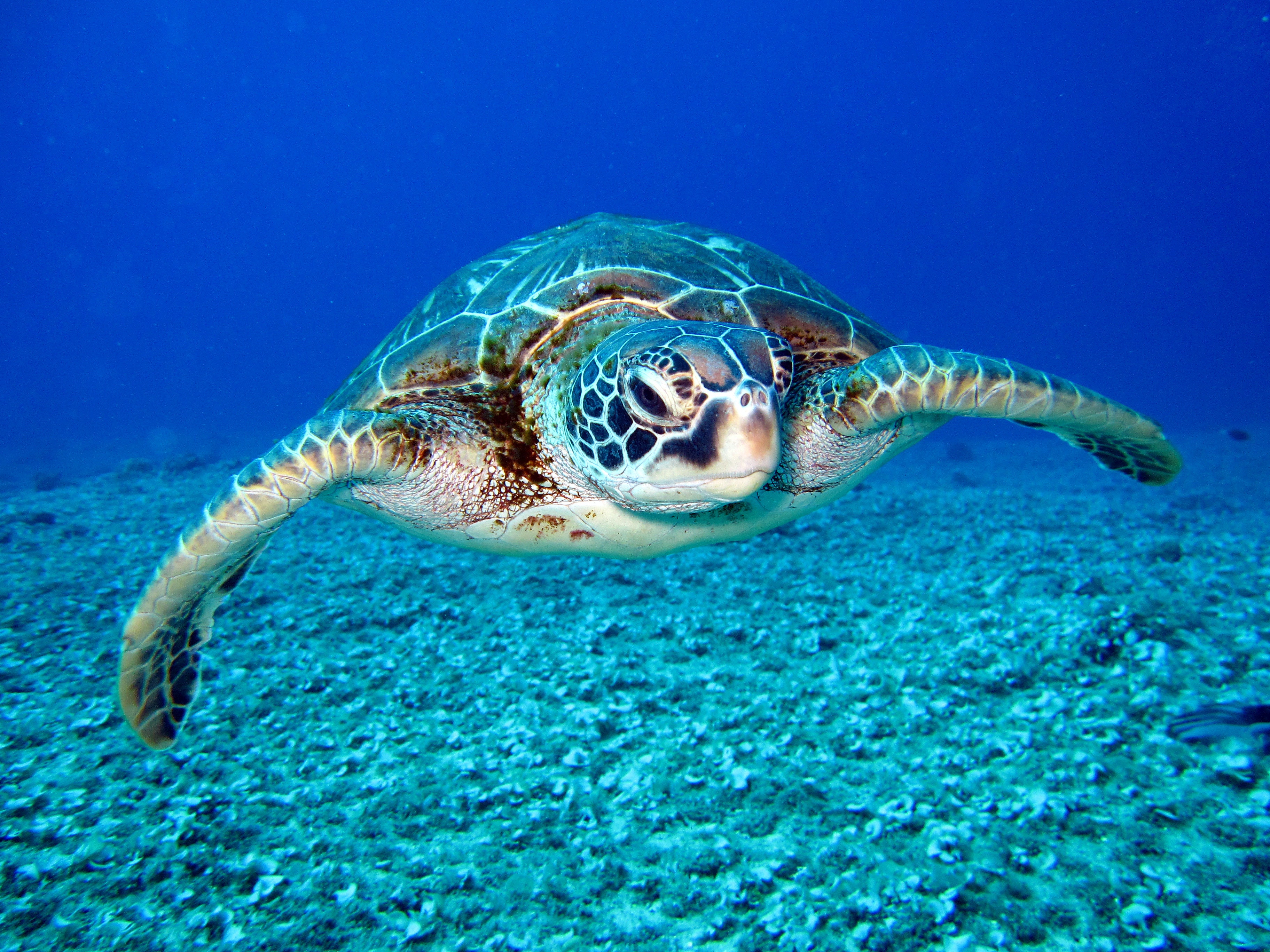 Tartaruga Marinha