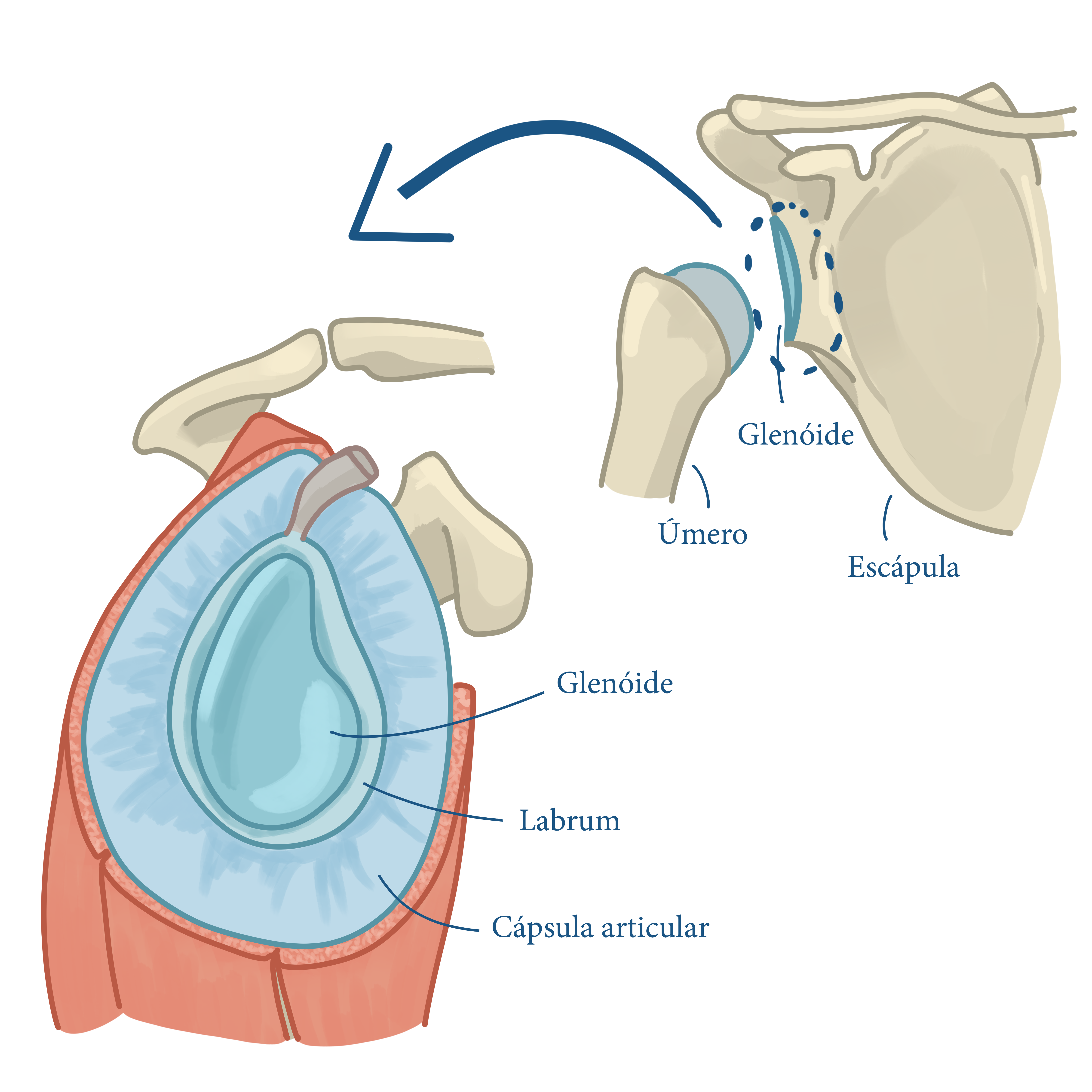 Ilustração ombro