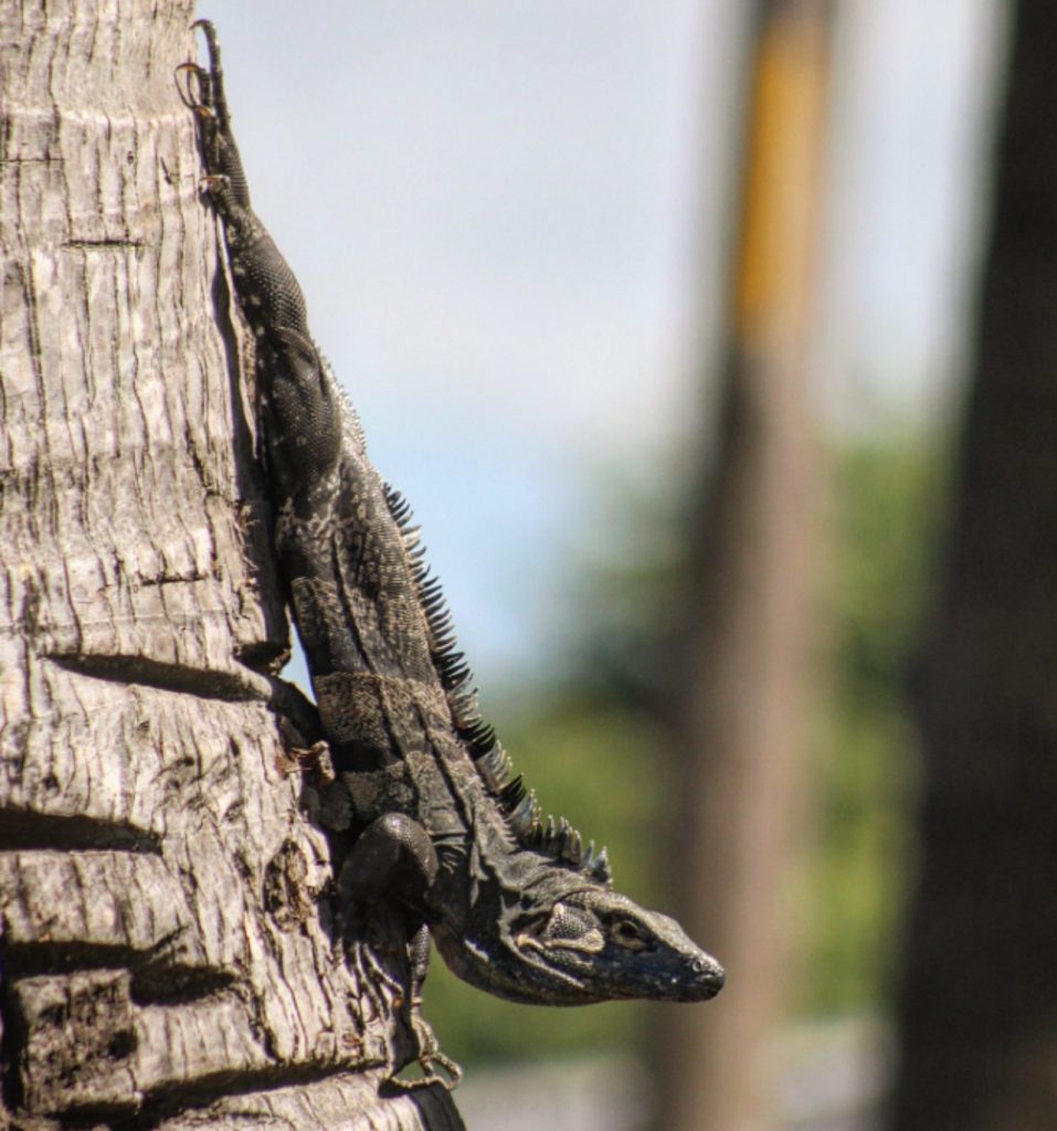 Costa Rica