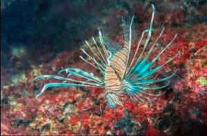 Peixe-Leão provoca parada cardíaca e convulsões em pescador do Ceará.