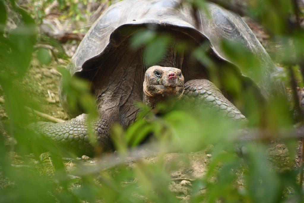 Tartaruga, Galápagos