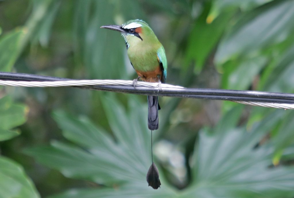 El Salvador