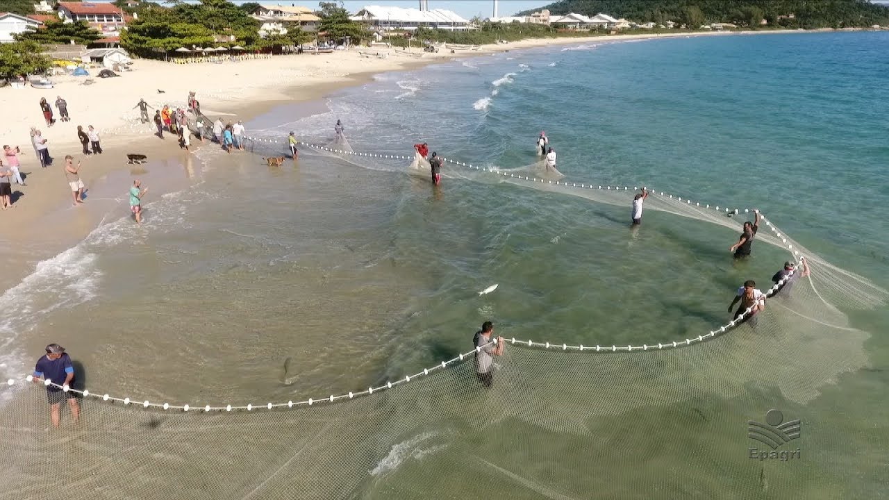 Pesca da tainha