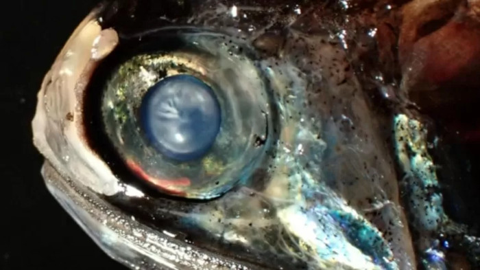 Peixe abissal