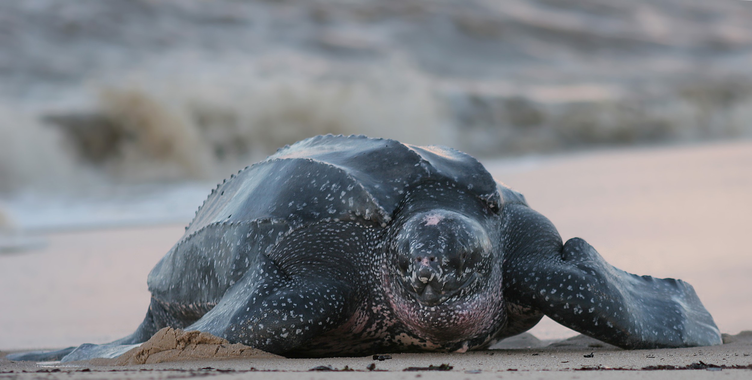 Tartaruga-de-couro é achada morta em Imbituba (SC)