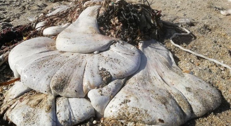 Criatura gelatinosa