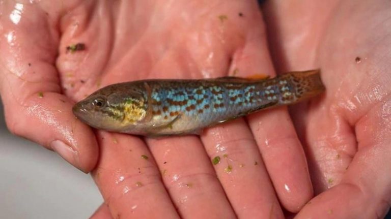 Peixe zumbi, Austrália