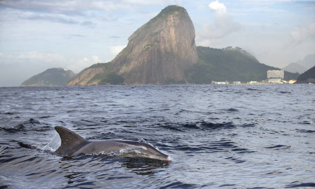 Baía de Guanabara (RJ)
