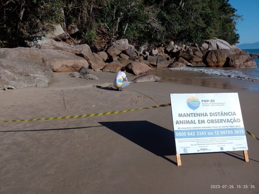 Elefante Marinho em observação pelo Instituto Argonauta na Praia das Setes Fontes.