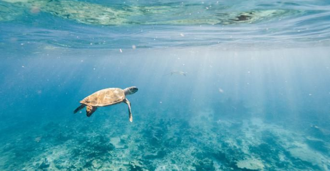 Quando os seres humanos deixam de pescar, muitos outros animais marinhos também se beneficiam.