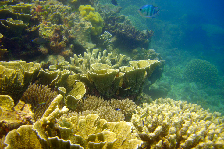 Recifes de corais, Florestas tropicais, Austrália, costa de Queensland.