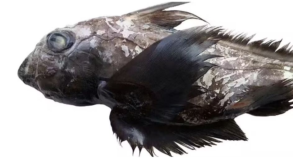 Nova espécie de tubarão fantasma descoberta na Tailândia.