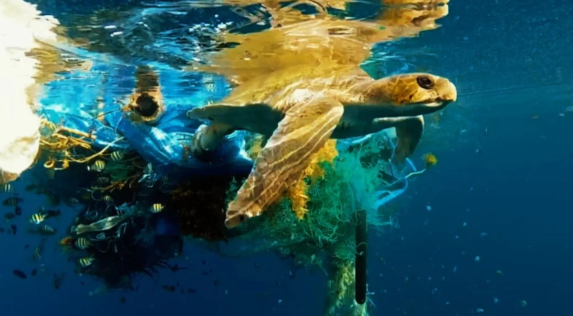Milhares de animais marinhos morrem , são aprisionados ou mutilados diariamente por conta de redes de pesca.